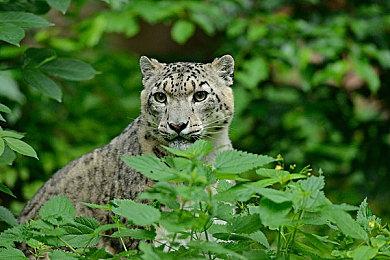 微软曾预测《星空》《夺宝奇兵》在PlayStation销量超1000万