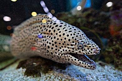 大批《英雄联盟》玩家逃离国服挤爆台服 拳头正在调查