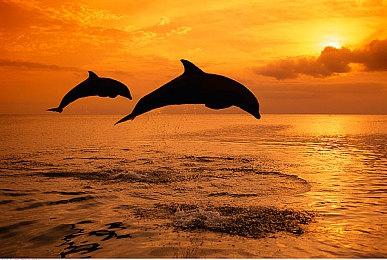 与暴雪分手后网易布局 为《逆水寒》手游买大量服务器